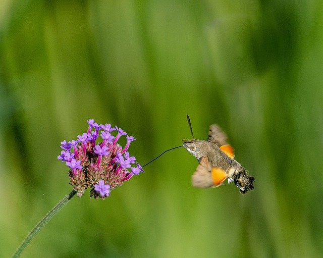 Free download Butterfly Forage Tigist -  free photo or picture to be edited with GIMP online image editor