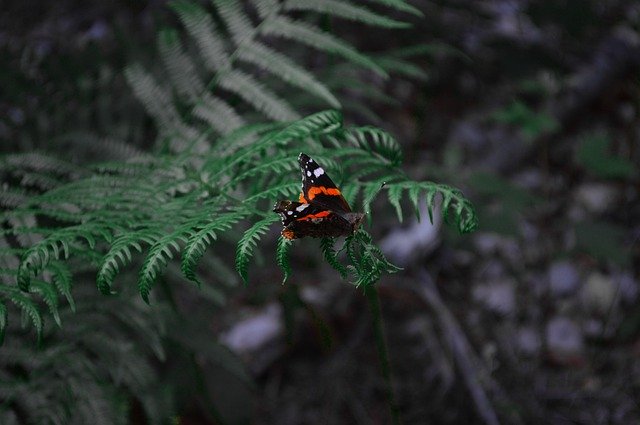 Unduh gratis Butterfly Forest Green - foto atau gambar gratis untuk diedit dengan editor gambar online GIMP