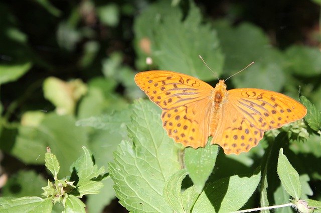 Unduh gratis Butterfly Forest Nature - foto atau gambar gratis untuk diedit dengan editor gambar online GIMP