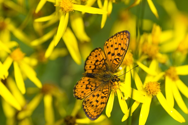 Free download butterfly fritillary butterfly free picture to be edited with GIMP free online image editor