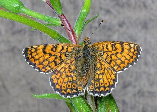Free picture Butterfly Fritillary Insect -  to be edited by GIMP free image editor by OffiDocs