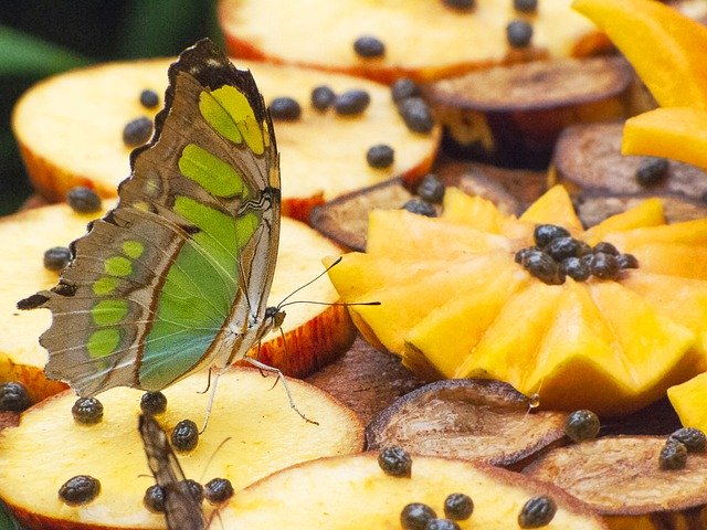 Free download Butterfly Fruit Brazil -  free free photo or picture to be edited with GIMP online image editor