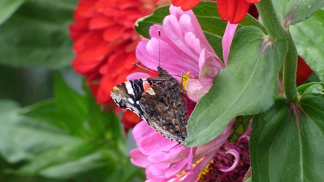 Descarga gratuita Butterfly Garden: foto o imagen gratuita para editar con el editor de imágenes en línea GIMP