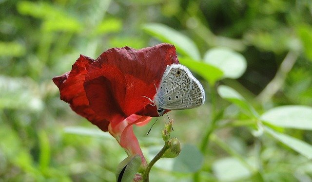 Free download Butterfly Garden Insect -  free photo or picture to be edited with GIMP online image editor