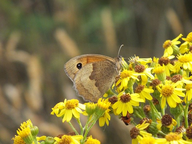 Descarga gratuita Butterfly Gatekeeper Brown: foto o imagen gratuita para editar con el editor de imágenes en línea GIMP