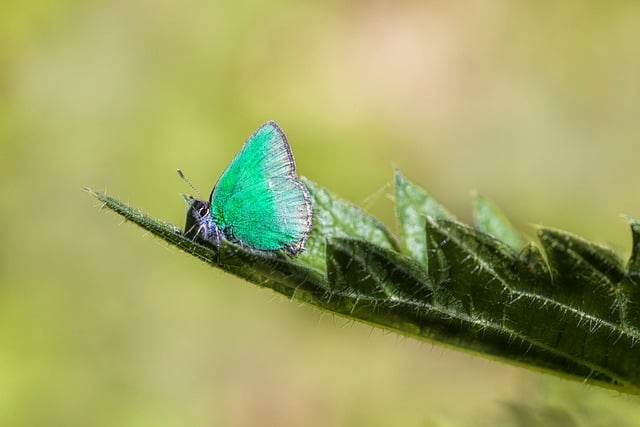 Free download butterfly green hairstreak insect free picture to be edited with GIMP free online image editor