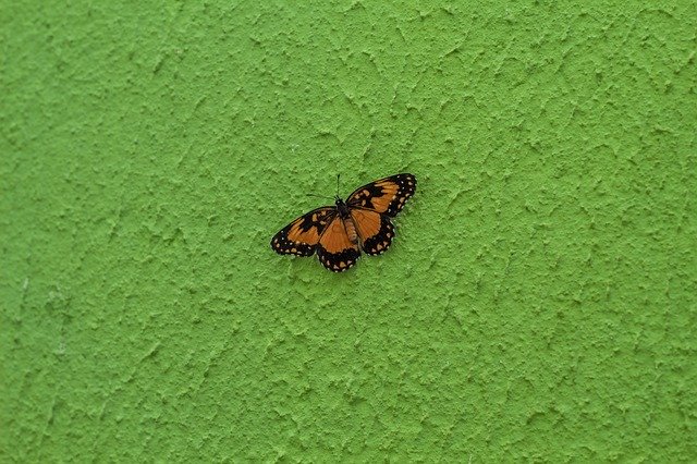 ดาวน์โหลดฟรี Butterfly Green Nature - ภาพถ่ายหรือรูปภาพฟรีที่จะแก้ไขด้วยโปรแกรมแก้ไขรูปภาพออนไลน์ GIMP