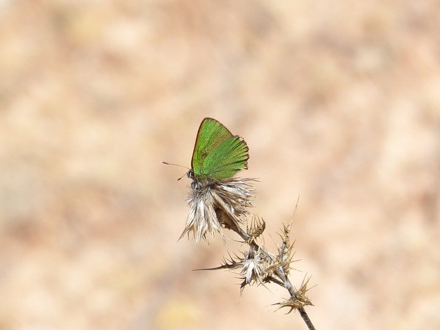Free download Butterfly Green Shimmering -  free photo or picture to be edited with GIMP online image editor