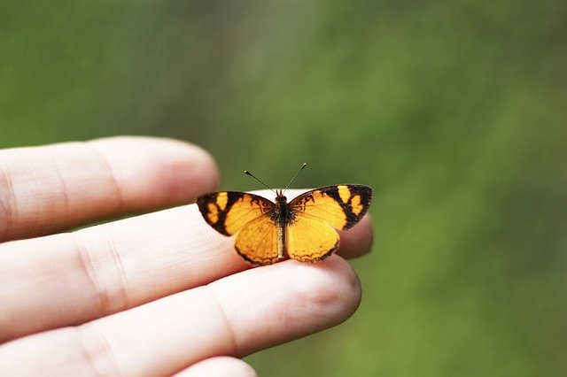 Téléchargement gratuit de Butterfly Hand Background - photo ou image gratuite à éditer avec l'éditeur d'images en ligne GIMP