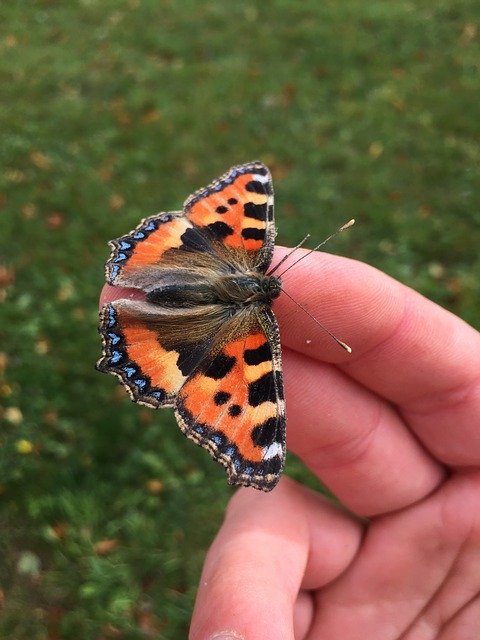 Téléchargement gratuit Butterfly Hand Moth - photo ou image gratuite à éditer avec l'éditeur d'images en ligne GIMP