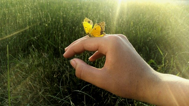 Téléchargement gratuit Butterfly Hand Summer - photo ou image gratuite à éditer avec l'éditeur d'images en ligne GIMP