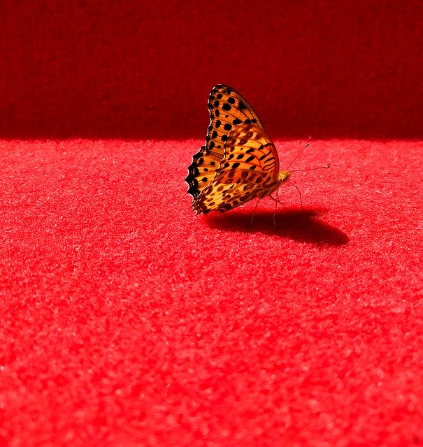 Gratis download Butterfly Hangzhou National Day - gratis foto of afbeelding om te bewerken met GIMP online afbeeldingseditor