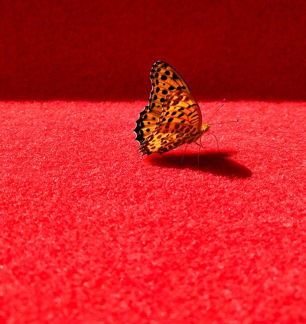 Free download Butterfly Hangzhou National Day -  free photo or picture to be edited with GIMP online image editor