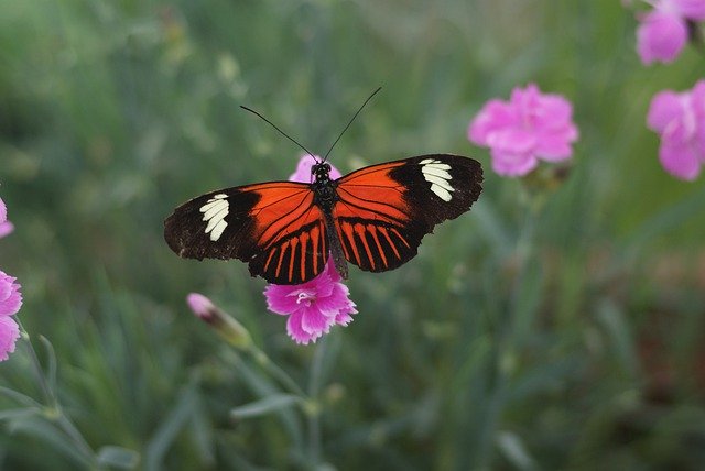 Gratis download Butterfly Heliconius Melpomene - gratis foto of afbeelding om te bewerken met GIMP online afbeeldingseditor