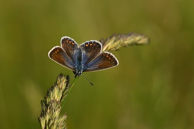 Free download butterfly hhehechel bluish meadow free picture to be edited with GIMP free online image editor