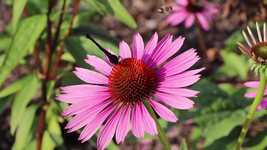 Free download Butterfly Hummel Bee -  free video to be edited with OpenShot online video editor