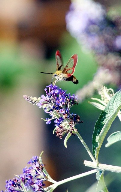 تنزيل Butterfly Hummingbird Moro مجانًا - صورة أو صورة مجانية ليتم تحريرها باستخدام محرر الصور عبر الإنترنت GIMP