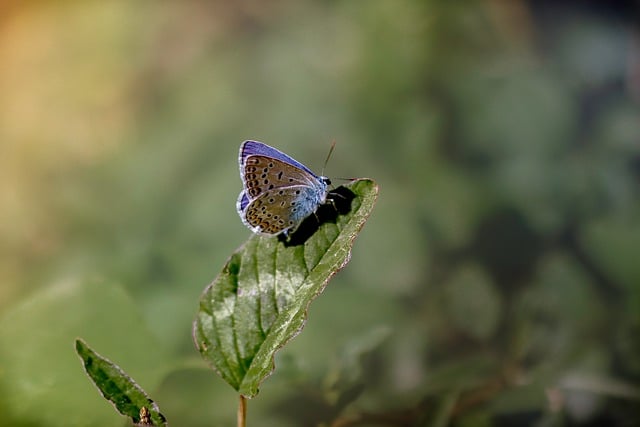 Free download butterfly icarus blue tit leaf free picture to be edited with GIMP free online image editor