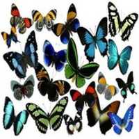Free download Butterfly free photo or picture to be edited with GIMP online image editor