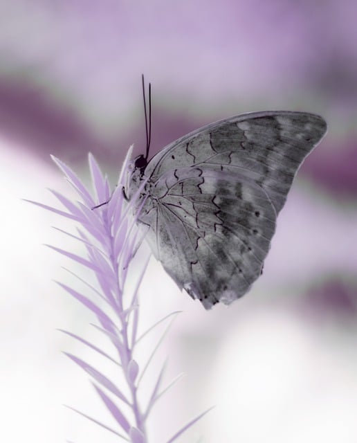 Free download butterfly infrared nature twig free picture to be edited with GIMP free online image editor