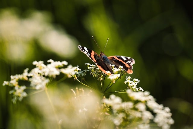 Free download butterfly insect admiral edelfalter free picture to be edited with GIMP free online image editor