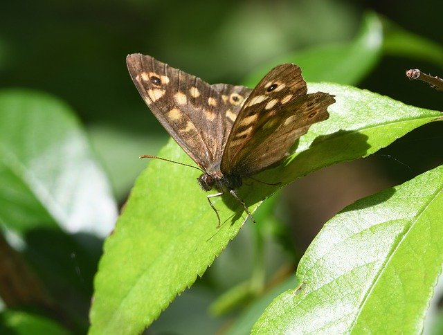 나비 곤충 알리 무료 다운로드 - 무료 사진 또는 김프 온라인 이미지 편집기로 편집할 사진