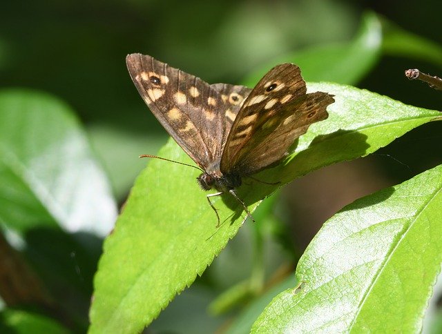 ดาวน์โหลดฟรี Butterfly Insect Ali - ภาพถ่ายหรือรูปภาพฟรีที่จะแก้ไขด้วยโปรแกรมแก้ไขรูปภาพออนไลน์ GIMP