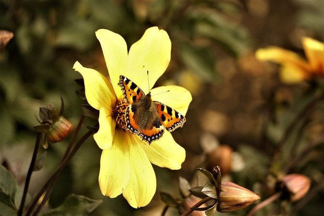 Free picture Butterfly Insect Animal Close -  to be edited by GIMP free image editor by OffiDocs