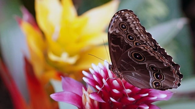 Скачать бесплатно бабочка насекомое животное крыло бесплатно изображение для редактирования с помощью бесплатного онлайн-редактора изображений GIMP