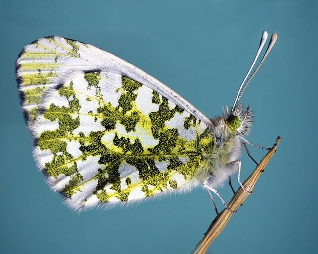 Free download butterfly insect antenna free picture to be edited with GIMP free online image editor