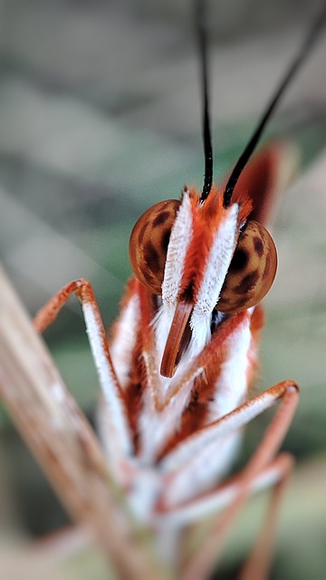 Free download butterfly insect arthropod face free picture to be edited with GIMP free online image editor