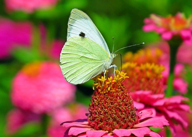Descărcare gratuită Butterfly Insect Bielinek - fotografie sau imagine gratuită pentru a fi editată cu editorul de imagini online GIMP