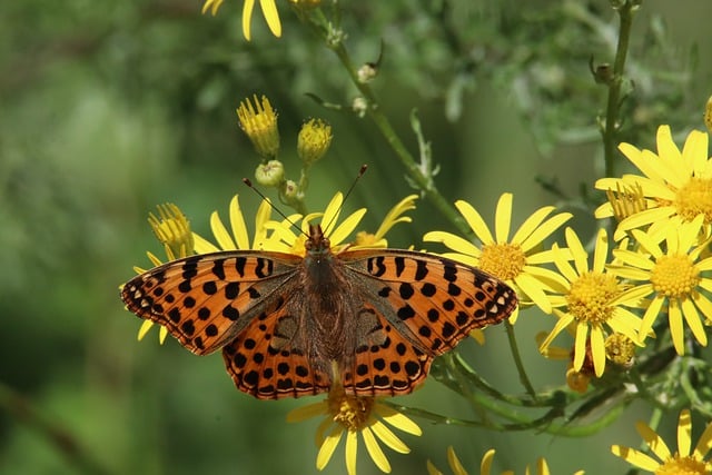 Free download butterfly insect biodiversity free picture to be edited with GIMP free online image editor