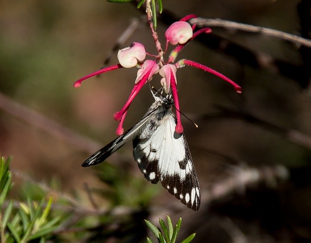 הורדה חינם Butterfly Insect Black תבנית תמונה בחינם לעריכה עם עורך התמונות המקוון GIMP