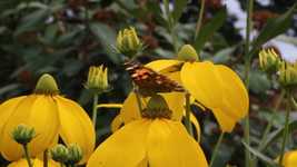 Free download Butterfly Insect Blossom -  free video to be edited with OpenShot online video editor