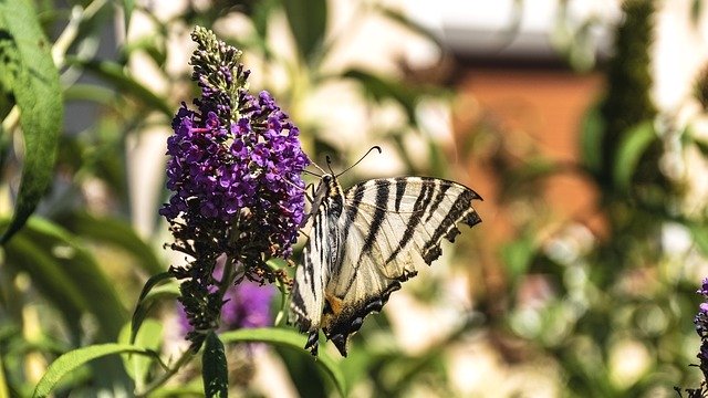 Free download Butterfly Insect Bug -  free photo or picture to be edited with GIMP online image editor