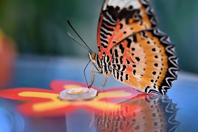 Free download butterfly insect butterfly wings free picture to be edited with GIMP free online image editor