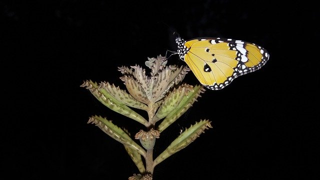 Bezpłatne pobieranie Butterfly Insect Cactus - bezpłatne zdjęcie lub obraz do edycji za pomocą internetowego edytora obrazów GIMP