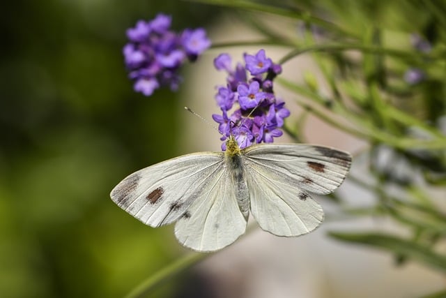 Free download butterfly insect close up summer free picture to be edited with GIMP free online image editor