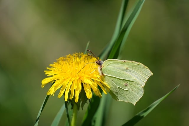 Free download butterfly insect close up yellow free picture to be edited with GIMP free online image editor