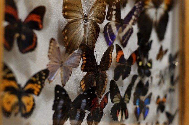 Unduh gratis Koleksi Serangga Kupu-kupu - foto atau gambar gratis untuk diedit dengan editor gambar online GIMP