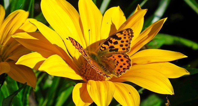 Descarga gratuita Butterfly Insect Colored - foto o imagen gratuita para editar con el editor de imágenes en línea GIMP