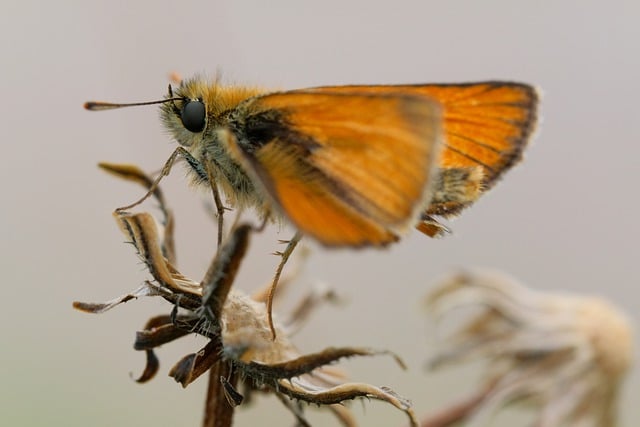 Kostenloser Download Schmetterling Insekt getrocknete Blume trockenes kostenloses Bild, das mit dem kostenlosen Online-Bildeditor GIMP bearbeitet werden kann