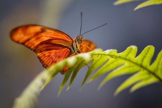 Free download butterfly insect entomology free picture to be edited with GIMP free online image editor