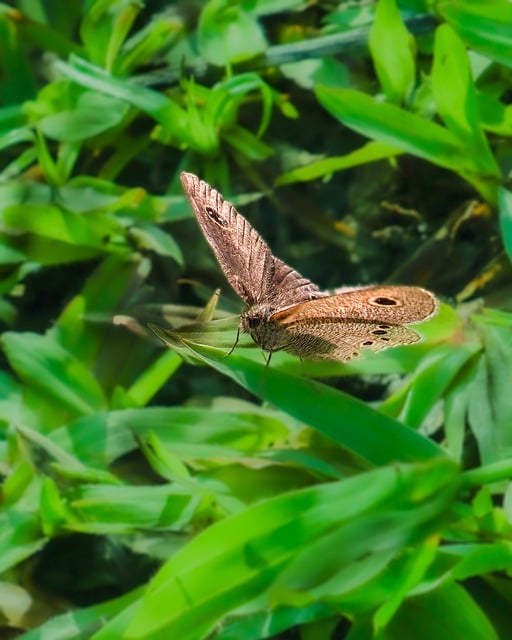 Free download butterfly insect fauna green free picture to be edited with GIMP free online image editor