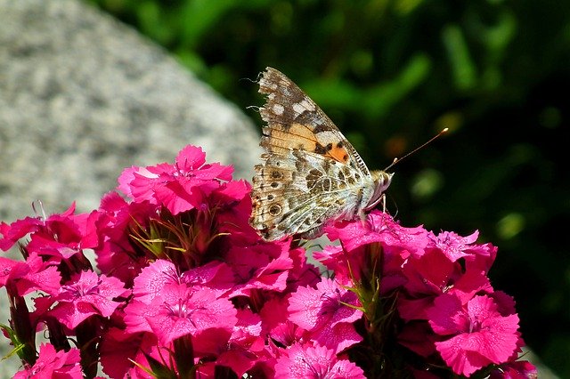 Descarga gratuita Butterfly Insect Flower Gożdzik - foto o imagen gratuita para editar con el editor de imágenes en línea GIMP