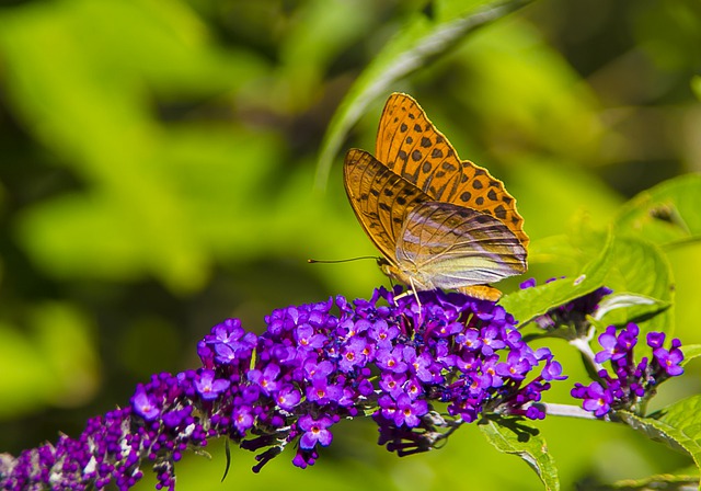 Free download butterfly insect flower pollen free picture to be edited with GIMP free online image editor