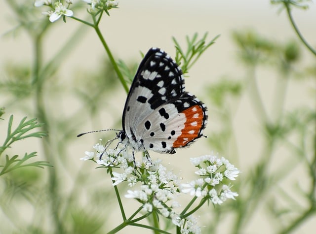 나비 곤충 꽃 무료 다운로드 - 김프 온라인 이미지 편집기로 편집할 수 있는 무료 사진 또는 그림