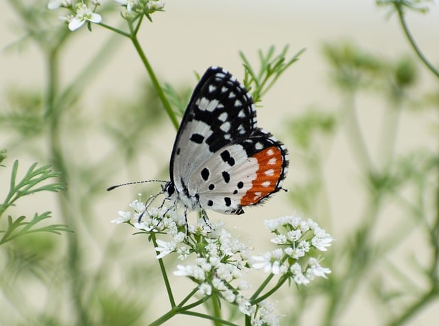 Free download Butterfly Insect Flowers -  free photo or picture to be edited with GIMP online image editor