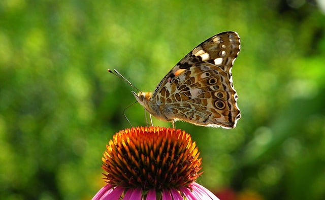 जीआईएमपी मुफ्त ऑनलाइन छवि संपादक के साथ संपादित करने के लिए मुफ्त डाउनलोड तितली कीट फूल इचिनेसिया मुफ्त चित्र